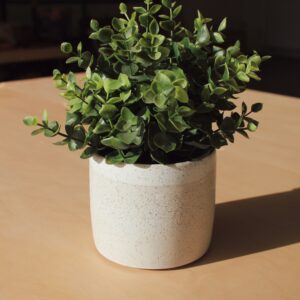 A small fern in a white speckled planter. Photographed against a maple wood background.