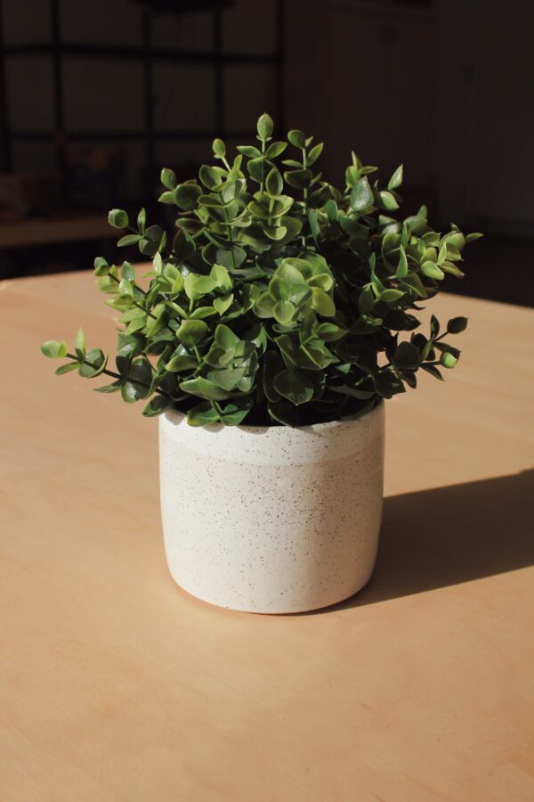 A small fern in a white speckled planter. Photographed against a maple wood background.